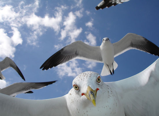 gaviotas